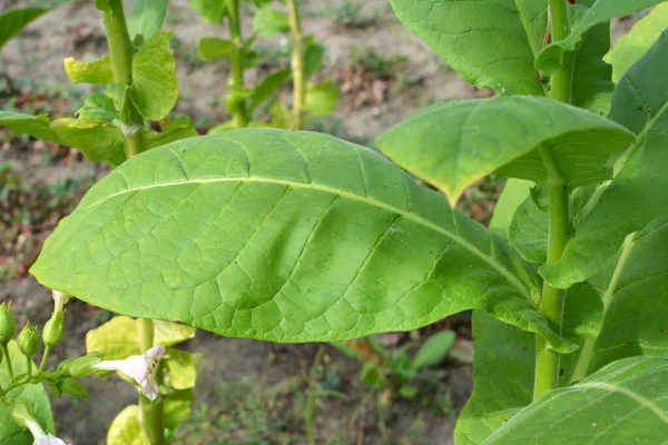 Folhas Verdes Uma Haste Tabaco Que Cresce Uma Plantação — Fotografia de Stock