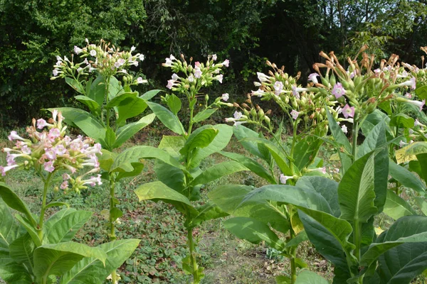 Green Leaves Tobacco Stem Grows Plantation — Stock Photo, Image