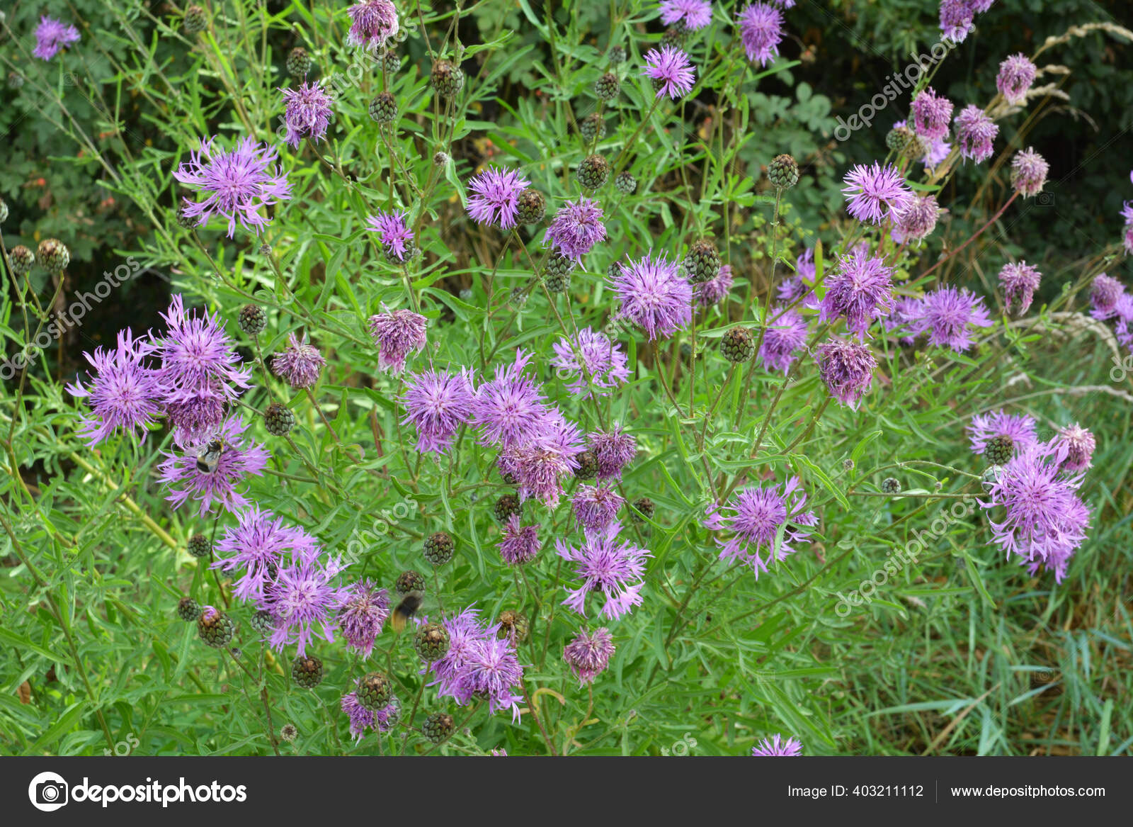 Centaurea scabiosa deals