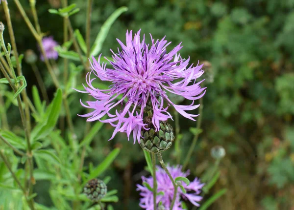 Cornflower Centaurea Scabiosa Blooms Wild Grasses Summer — Stock Photo, Image