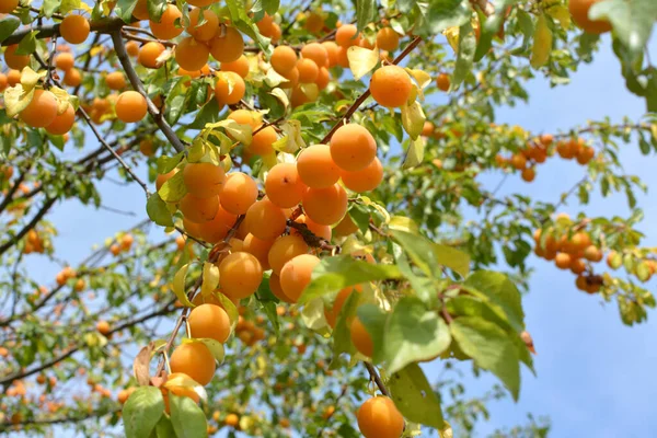 Grenarna Trädet Mognar Frukter Plommon Prunus Cerasifera — Stockfoto