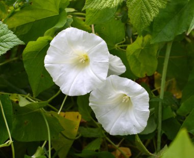 Konvolvulus arvensis tarlada büyür ve çiçek açar.