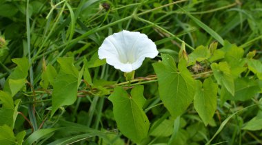 Konvolvulus arvensis tarlada büyür ve çiçek açar.