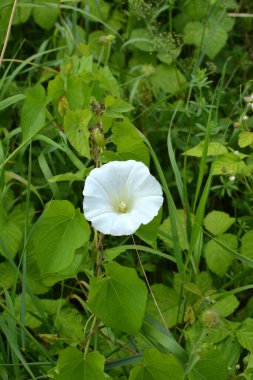 Konvolvulus arvensis tarlada büyür ve çiçek açar.