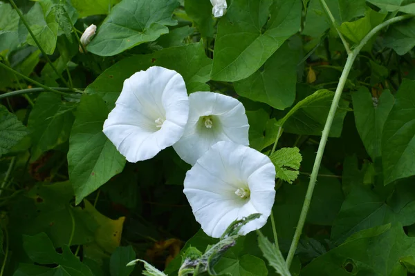 Convolvulus Arvensis Μεγαλώνει Και Ανθίζει Στο Πεδίο — Φωτογραφία Αρχείου