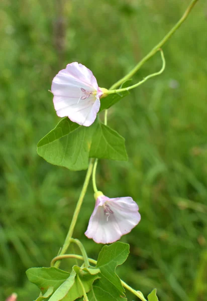 Convolvulus Arvensis Pousse Fleurit Dans Champ — Photo