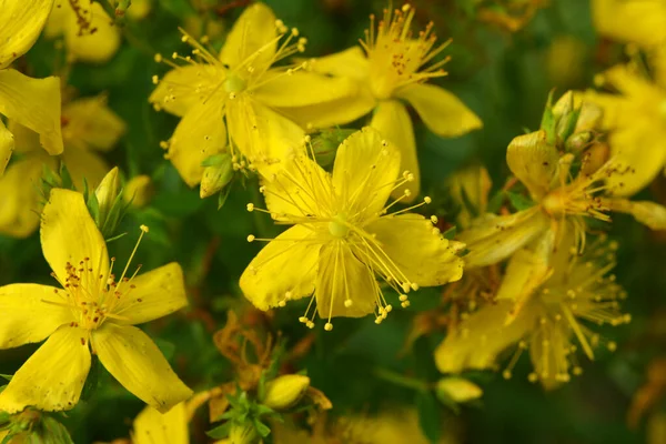 Дикой Природе Лесу Цветет Hypericum Perforatum — стоковое фото