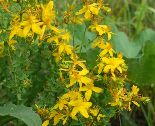 Dans Nature Dans Forêt Fleurissent Hypericum Perforatum — Photo