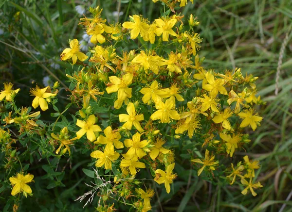 Vadonban Erdőben Virágzik Hypericum Perforatum — Stock Fotó