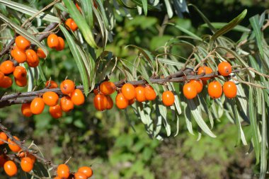 Olgun portakal meyveleriyle dolu bir deniz dikenli dal.