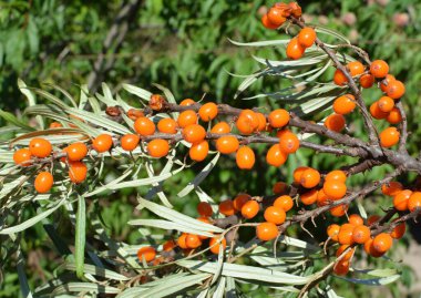 Olgun portakal meyveleriyle dolu bir deniz dikenli dal.