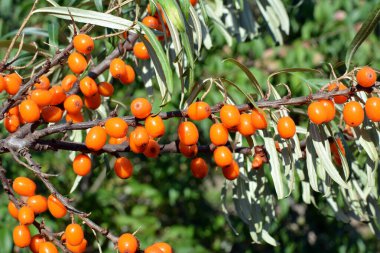 Olgun portakal meyveleriyle dolu bir deniz dikenli dal.
