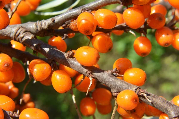 Ramo Espinheiro Mar Com Bagas Laranja Maduras — Fotografia de Stock