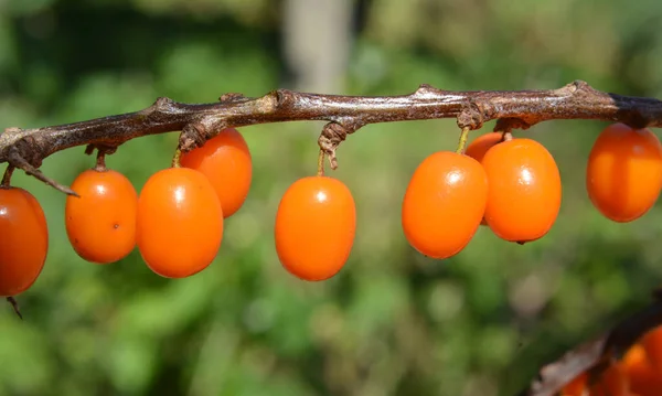 Branch Sea Buckthorn Ripe Orange Berries — Stock Photo, Image