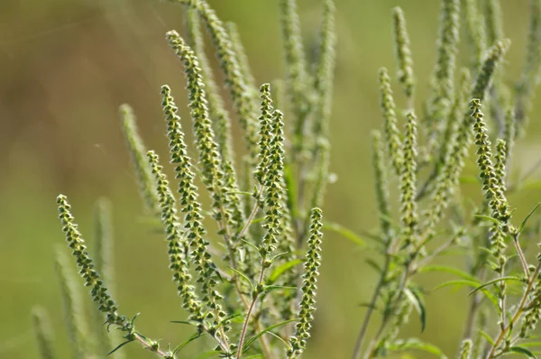 Летом Дикой Природе Растет Сорняк Ambrosia Artemisiifolia — стоковое фото