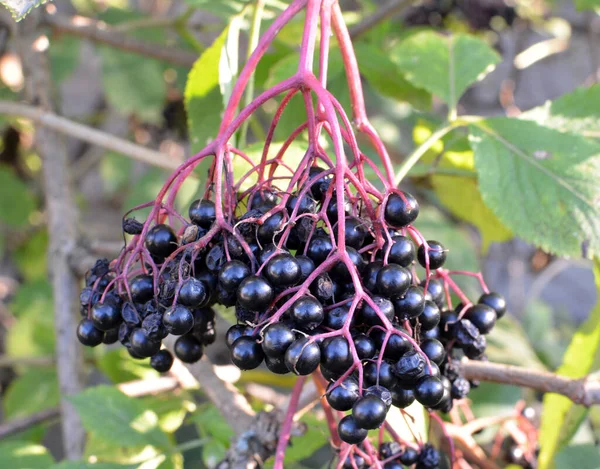 Nyáron Parlagfű Ambrosia Artemisiifolia Vadonban — Stock Fotó