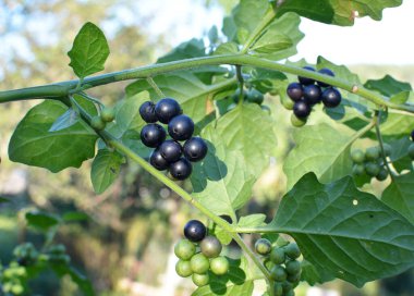 Doğada zehirli böğürtlenlerle bitki yetiştirilir (Solanum nigrum)