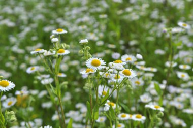 Çayırda yaz, vahşi Erigeron Annuus 'ta çiçek açar. 