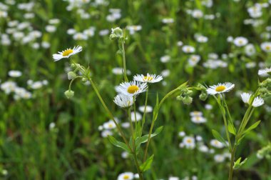 Çayırda yaz, vahşi Erigeron Annuus 'ta çiçek açar. 