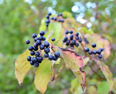 Mısır gevreğinin kara meyveleri bir çalılığın dalında olgunlaşır..