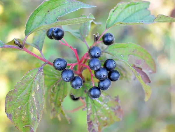 Schwarze Beeren Von Cornus Sanguinea Reifen Auf Einem Zweig Eines — Stockfoto