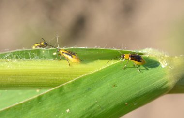 Bitki zararlı bir böcektir - Batı mısır böceği (Diabrotica virgifera virgifera virgifera)