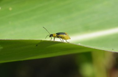 Bitki zararlı bir böcektir - Batı mısır böceği (Diabrotica virgifera virgifera virgifera)