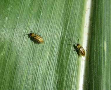 Bitki zararlı bir böcektir - Batı mısır böceği (Diabrotica virgifera virgifera virgifera)