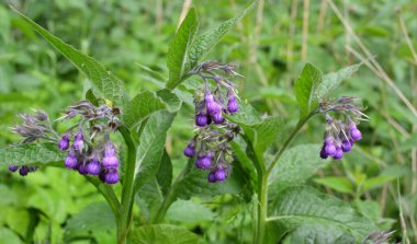 Çayırda, yabani otların arasında kuş (Symphytum officinale) çiçek açıyor.