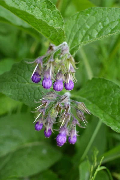 Meadow Wild Herbs Comfrey Symphytum Officinale Blooming — Stock Photo, Image