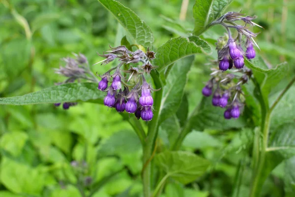 Çayırda, yabani otların arasında kuş (Symphytum officinale) çiçek açıyor.