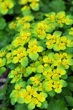 İlkbaharda vahşi doğada krisosplenyum alternatif neşter açar.