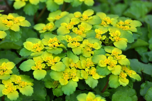 Chrysosplenium Alternifolium Blooms Wild Spring — Stock Photo, Image