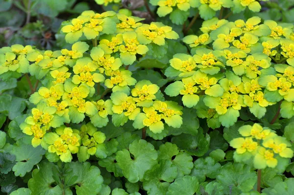 Chrysosplenium Alternifolium Fleurit État Sauvage Printemps — Photo