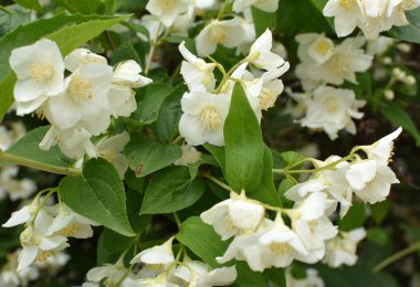 Bahçede bahar çiçek açıyor yasemin çalısı