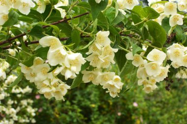 Bahçede bahar çiçek açıyor yasemin çalısı