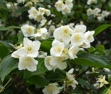 Bahçede bahar çiçek açıyor yasemin çalısı