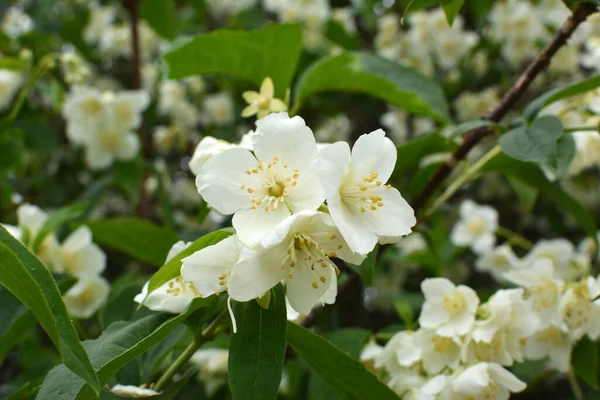 Primavera Fiorisce Nel Cespuglio Gelsomino Giardino — Foto Stock