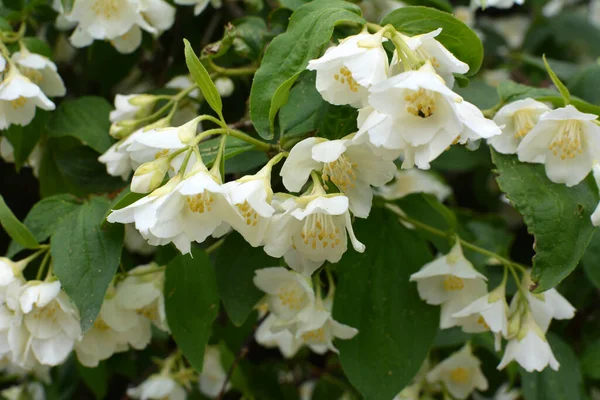 Primavera Fiorisce Nel Cespuglio Gelsomino Giardino — Foto Stock