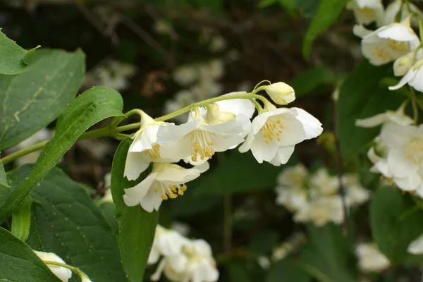 Printemps Fleurit Dans Jardin Jasmin Brousse — Photo