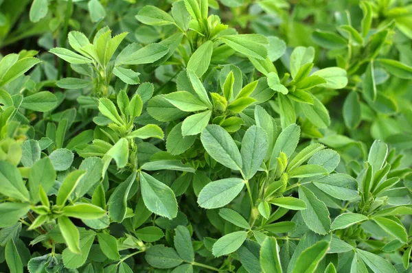 Granja Primavera Campo Joven Alfalfa Crece —  Fotos de Stock