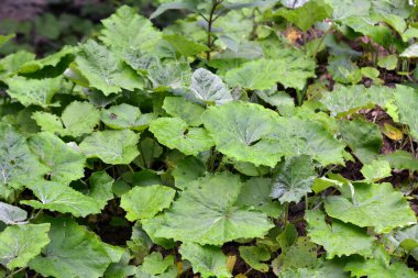Tussilago farfara yazın vahşi doğada yetişir.