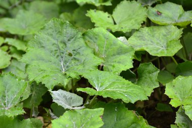 Tussilago farfara yazın vahşi doğada yetişir.