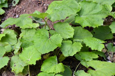 Tussilago farfara yazın vahşi doğada yetişir.