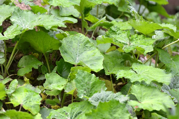 Tussilago Farfara Cresce Natureza Verão — Fotografia de Stock