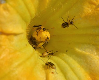 Bitki zararlı bir böcektir - Batı mısır böceği (Diabrotica virgifera virgifera virgifera)