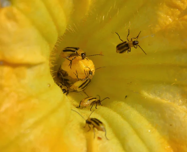 Die Pflanze Ist Ein Schädliches Insekt Der Westliche Maiskäfer Diabrotica — Stockfoto