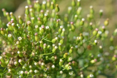Erigeron kanadensis yazın doğada yetişir.