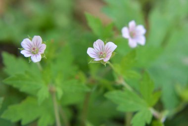 Sibirya sardunyası (Geranium sibiricum) yazın vahşi doğada yetişir