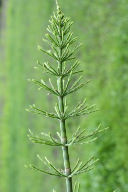 At kuyruğu tarlası (Equisetum arvense) vahşi doğada yetişir..